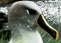 Grey_albatrosss.jpg (8296 bytes)